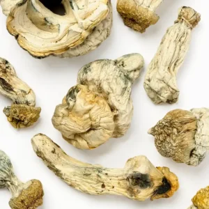 Buy Albino Stargazer Raw Mushrooms