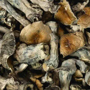 Buy Full Moon Party Raw Mushrooms