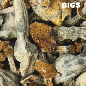 Buy Hillbilly Pumpkin Raw Mushrooms in Leeds