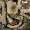 Buy Thai B+ Raw Mushrooms