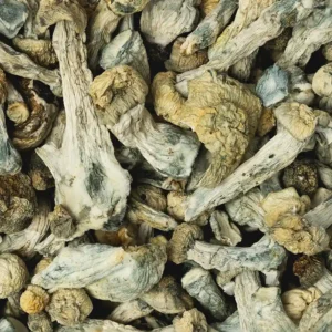Buy True Albino Teacher Raw Mushrooms