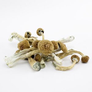 Buy Golden Teachers Mushrooms
