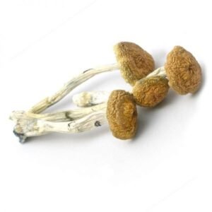 Psilocybe Aztecorum Mushrooms