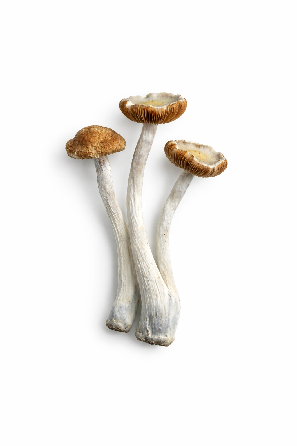 buy shrooms in bristol