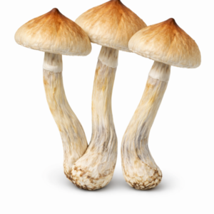 Buy Koh Samui Mushrooms