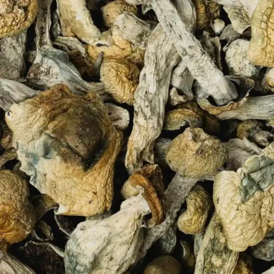 Buy Albino Makilla Gorilla Raw Mushrooms