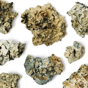 Buy Enigma Raw Mushrooms online Uk