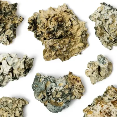 Buy Enigma Raw Mushrooms online Uk
