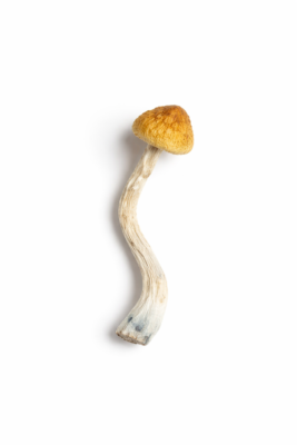 Buy Amazonian Mushrooms