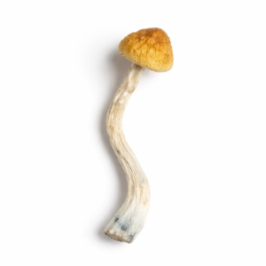 Buy Amazonian Mushrooms